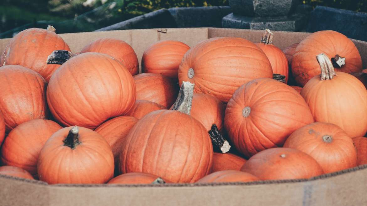 Pumpkins Explained: Nutrients, Health Benefits & How To Prepare
